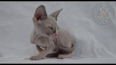 Sphynx Girl Lilac Tuxedo Video Clip Youtube