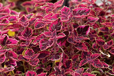 Top 10 Colorful Coleus Favorites Birds And Blooms