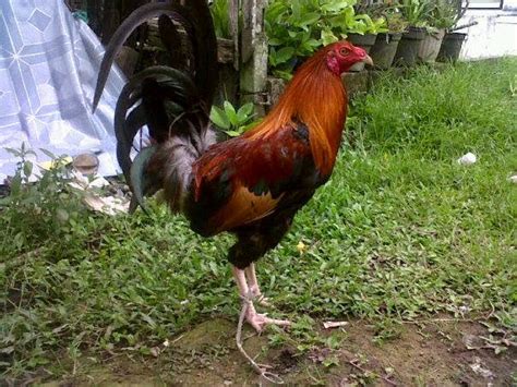 Jenis ayam filipina dari warna nya ayam philipina black bonanza / ayam philipina brassback 7 aylar önce. gambar ayam sabung Philipina