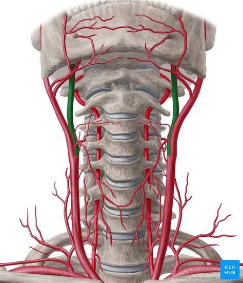 Internal Carotid Artery Anatomy Branches My Xxx Hot Girl