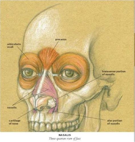 Procerus Facial Muscles Classic Human Anatomy The Artists Guide To