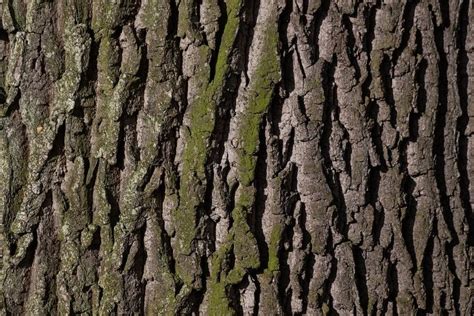 Guide To Edible Bark Using Trees For Medicine And Food Backdoor