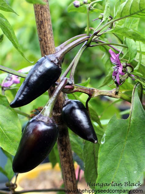 Hungarian Black Chilli The Hippy Seed Company