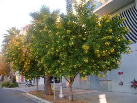 Here are the top 10 flowering trees sold from the arbor day tree nursery , in order of the most popular. Buy Cassia Trees, For Sale in Miami, Ft Lauderdale