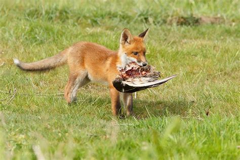 Fox Kit With A Prey Goose Roeselien Raimond Nature Photography