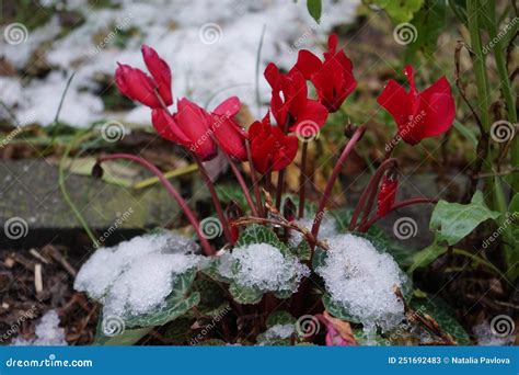Winter Hardy Red Cyclamen Under The Snow In The Garden In December