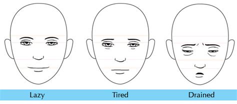 Human Anatomy Fundamentals Mastering Facial Expressions