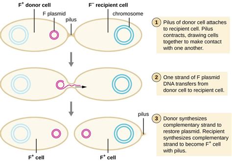 Conjugation Genetics Of Prokaryotic Cells Mcat Content