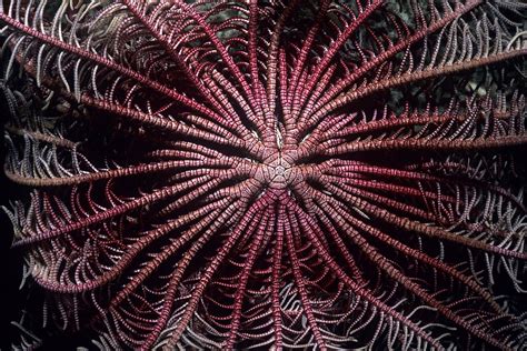 Radial Symmetry In Marine Life