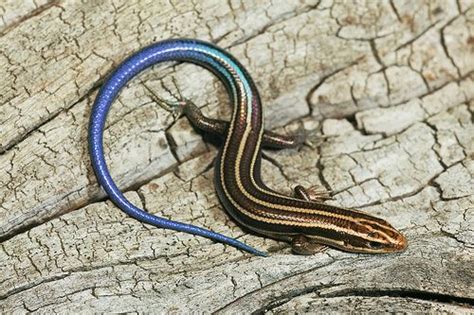 Five Lined Skink Juvenile By Kaptainkory Via Flickr Birds