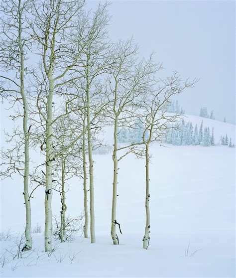 Photographs Of Winter Scenery And Close Up Peter Van Rhijn Photography