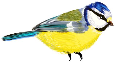 Free Transparent Bird Cliparts Download Free Transparent Bird Cliparts
