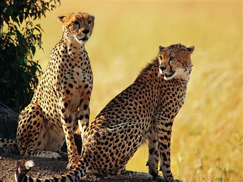 Cheetah Wild Life Animal Info All Wildlife Photographs