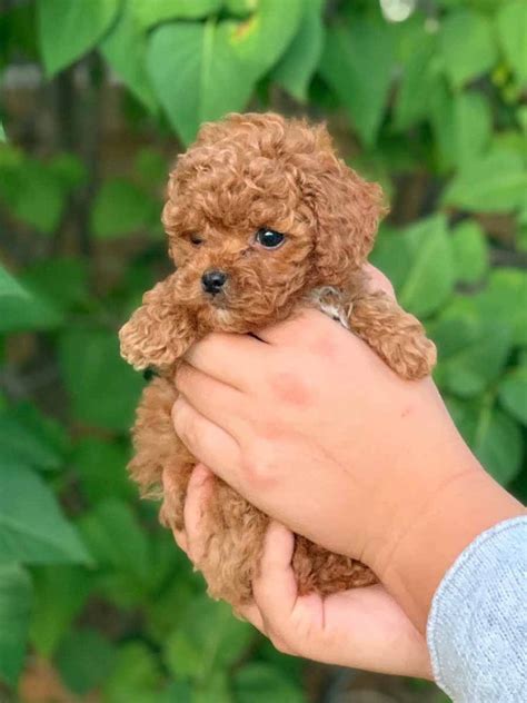 Pin By Marina Lukas On Pets Cockapoo Puppies Poodle Puppies For Sale