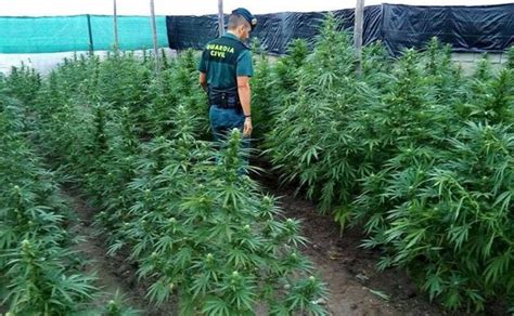 Localizan 200 Plantas De Marihuana En Un Cortijo De Senés Por Su