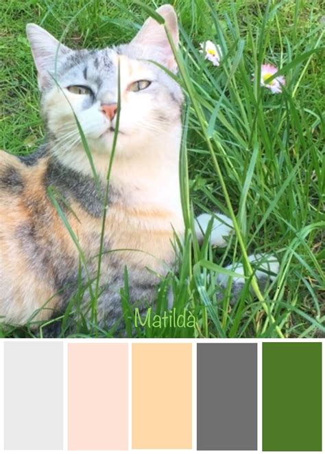 Pin By Vera Stosic On Kitten Palettes Cat Colors Cats Cat Theme