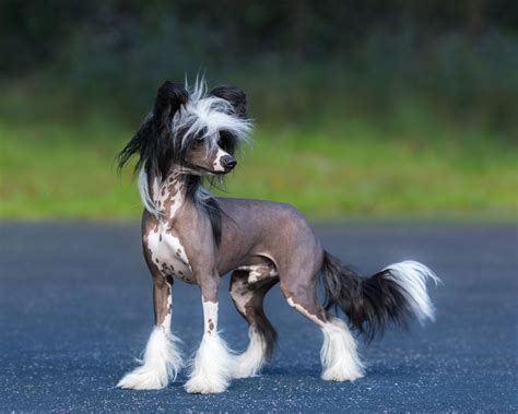 Chinese Crested Toy Dog Hairless And Powderpuff Britannica