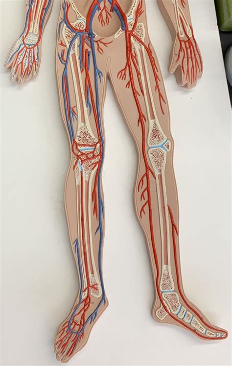 Arteries And Veins Lower Limb Diagram Quizlet