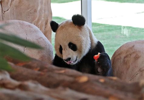 Two Giant Pandas Head To Qatar Ahead Of World Cup