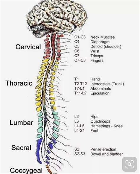 Chart Of Spinal Nerves