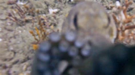 Sea Turtle Photobombs Group In The Philippines At Just The Right Moment