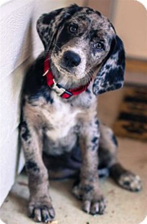 Bluetick Coonhound Lab Mixdear God Im In Love With