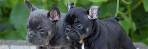 Spanish name meaning small. compare with another form of chico. Best Boy French Bulldog Names & Their Meanings - Little ...
