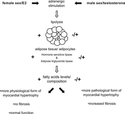Sex And Sex Hormonedependent Cardiovascular Stress Responses