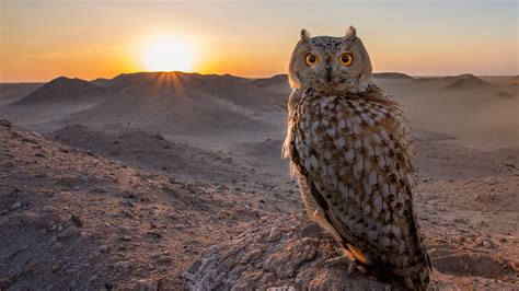 Owl In The Desert Wallpapers And Images Wallpapers Pictures Photos