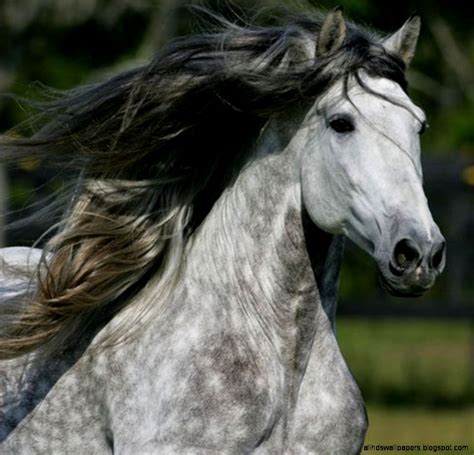 Grey Andalusian Stallion Wallpaper All Hd Wallpapers