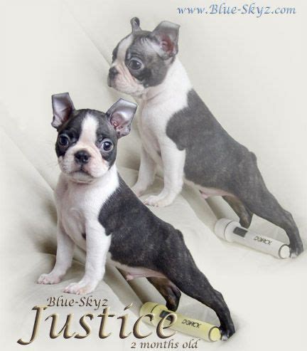 Boston terrier dog breed information, pictures, care, temperament, health, puppy pictures, breed history. blue boston terrier puppies for sale - Google Search | Boston terrier puppy, Boston terrier dog ...