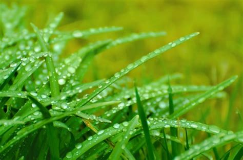 It is only necessary to know exactly what you want, and make every effort to achieve this. Water Drops On The Grass Free Stock Photo - Public Domain ...
