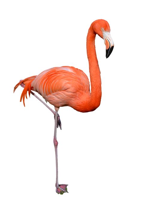 Flamingo Png Flamingo Pet Birds Animals