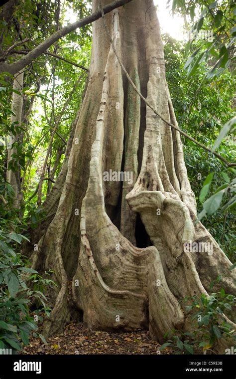 Big Tree Trunk And Roots In Tropical Rainforest Kaeng Krachan National
