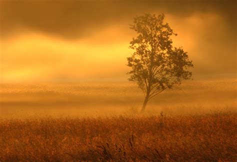 Golden Fog Landscape Photos