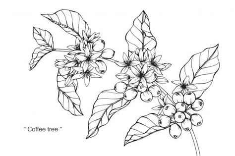 10 high quality coffee bean vector clipart in different resolutions. Coffee Tree in 2020 | Coffee flower, Flower line drawings ...