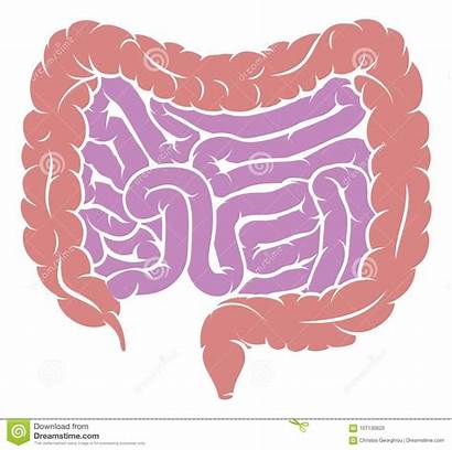 Intestine Diagram Human Gut Intestines Tract Gastrointestinal