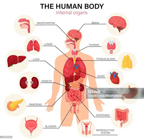 human body internal organs diagram flat infographic poster with icons image names location and