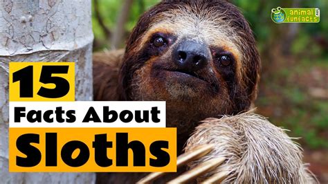 15 Facts About Sloths Learn All About Sloths Animals For Kids