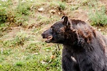 Amerikanischer Schwarzbär in der Natur | Stock Bild | Colourbox