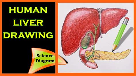How To Draw The Human Liver The Human Liver Easy Draw Tutorial