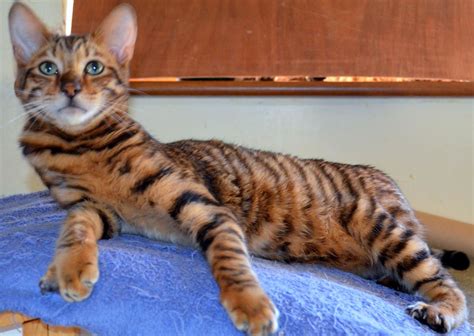 This breed distinguished infinitely affectionate temperament and really predatory appearance like with her beautiful bold stripes and powerful body, the toyger looks like a jungle tiger. CHAMPION PEDIGREE TOYGER MALE | Brandon, Suffolk | Pets4Homes