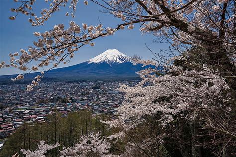 1080p Free Download Mount Fuji Flowers Mountains Japan Sakura