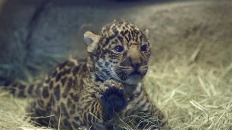 Baby Jaguar Debuts At San Diego Zoo Abc7 Los Angeles