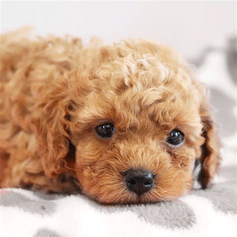 Red Cockapoo Puppy For Sale Doesn T Get Any Better Than This