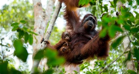 Orangutans How Palm Oil Is Causing Destruction Petit Jovial