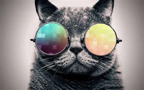 Cat With Glasses Wallpapers Wallpaper Cave