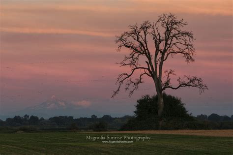 Magnolia Sunrise Photography Lone Oak Tree