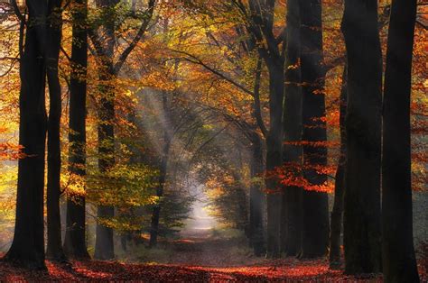 1920x1200 Morning Nature Path Sun Rays Landscape Netherlands Trees