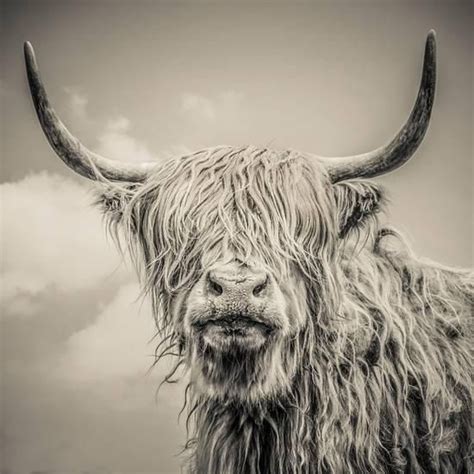 Highland Cattle Premium Photographic Print By Mark Gemmell In 2019